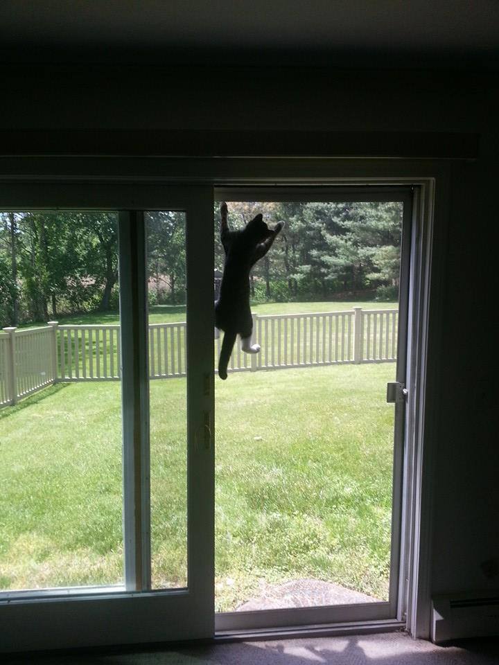 Screen Spider Cat